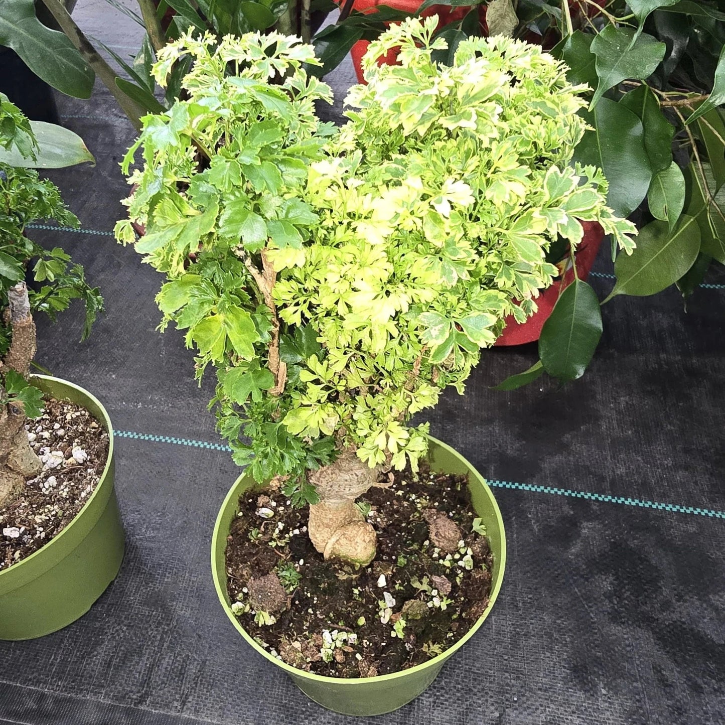 Ming Aralia - 6''