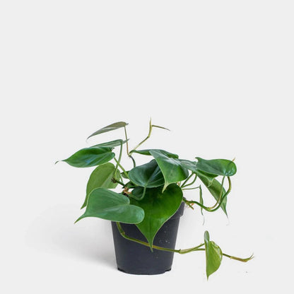 Philodendron Cordatum - 6"