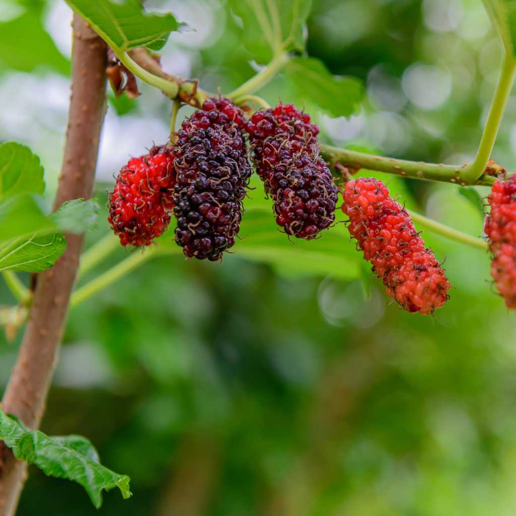 Mulberry Tree - 'Dwarf Everbearing' - Morus Nigra 10 Plants Edible Fruit