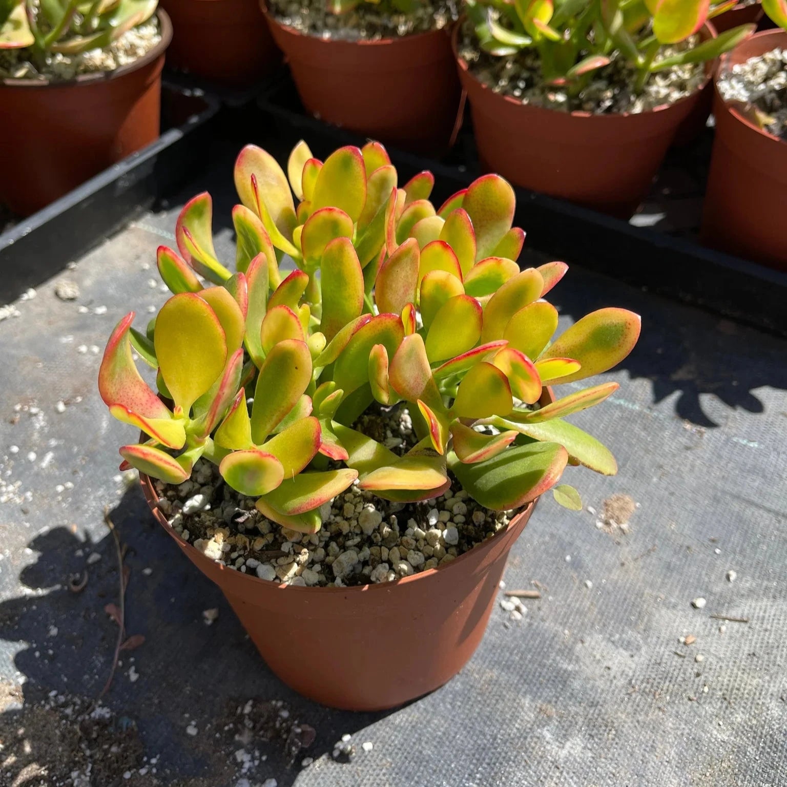 Crassula Ovata (Sunset Jade) - 4''