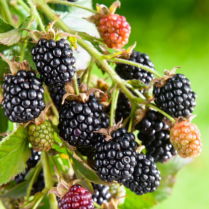 Thornless Blackberry - Rubus - Combo Pack - 32 Plants