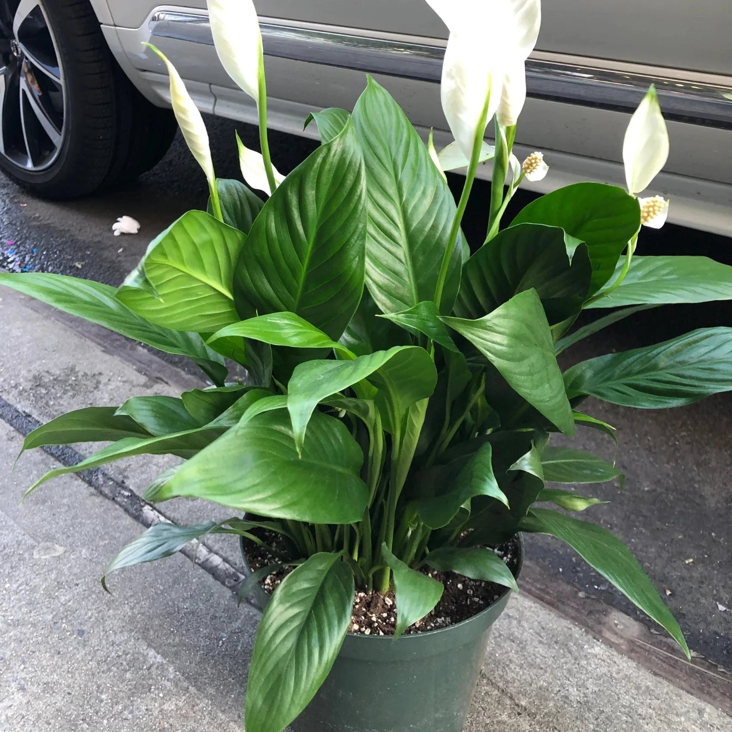 Peace Lily Spathiphyllum - 4''