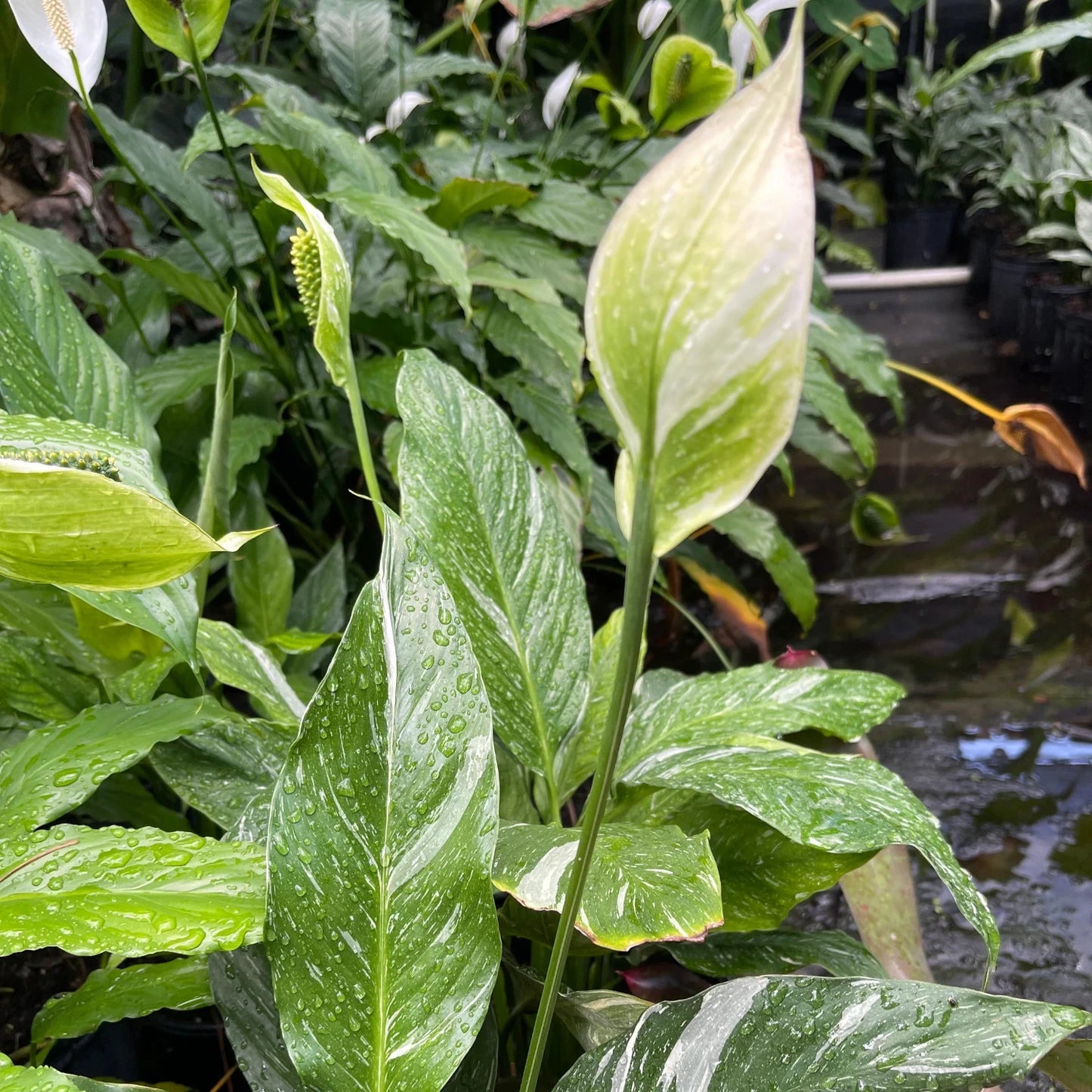 Variegated Spath Sensation Peace Lily - 4''