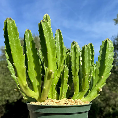 Stapelia gigantea Starfish Cactus - 6''