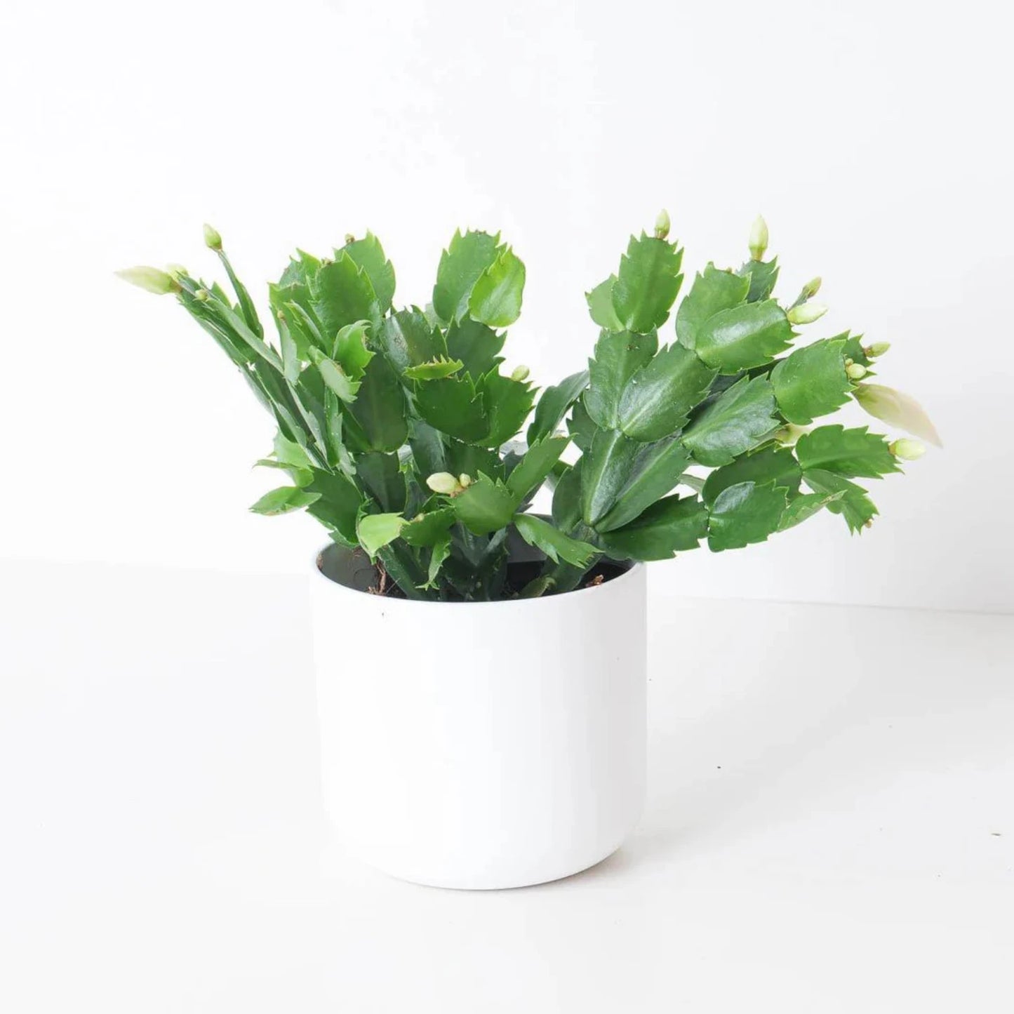 Christmas Cactus White - 4''