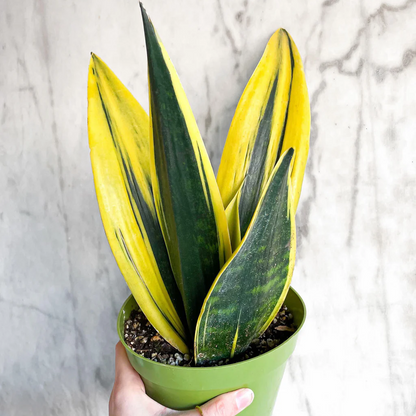 Sansevieria Gold Flame - 6"