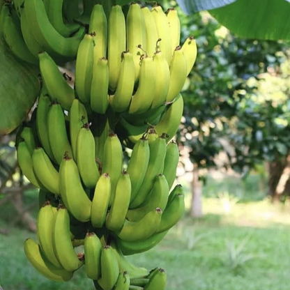 Grand Nain 1 Banana Tree - LOWEST PRICE Live Tree