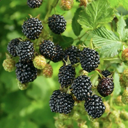 Thornless Blackberry - Rubus - “Ponca" - 2 Plants - Easy to Grow