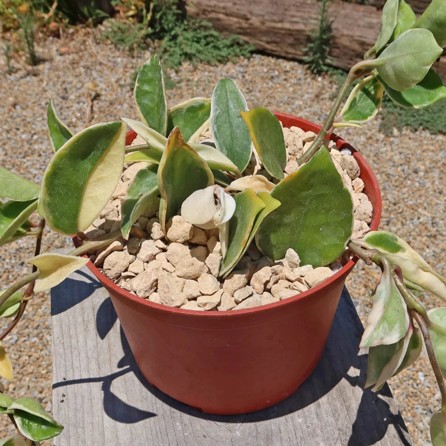 Rare Hoya Tricolor 2.5"