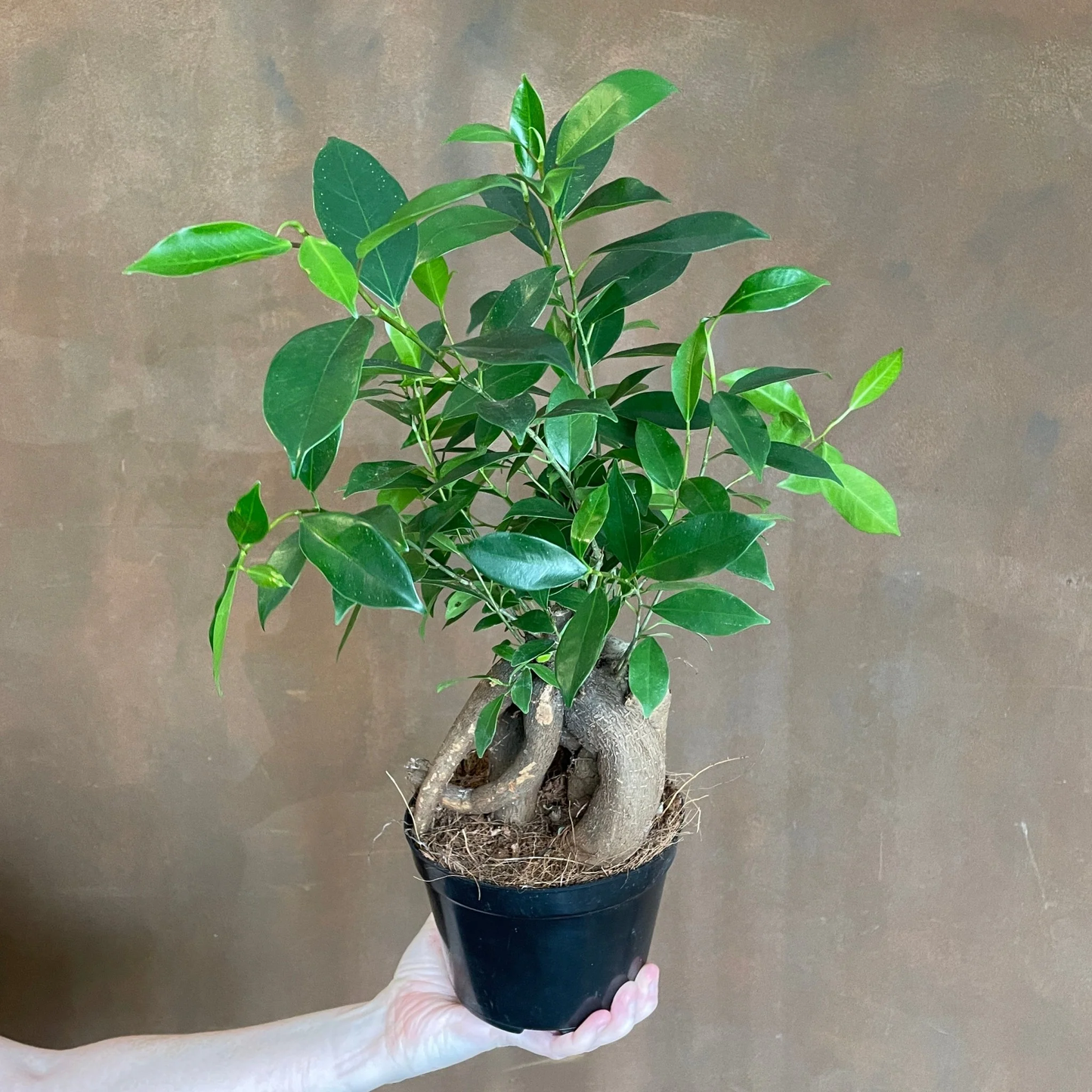 Ficus Microcarpa Ginseng - 4"