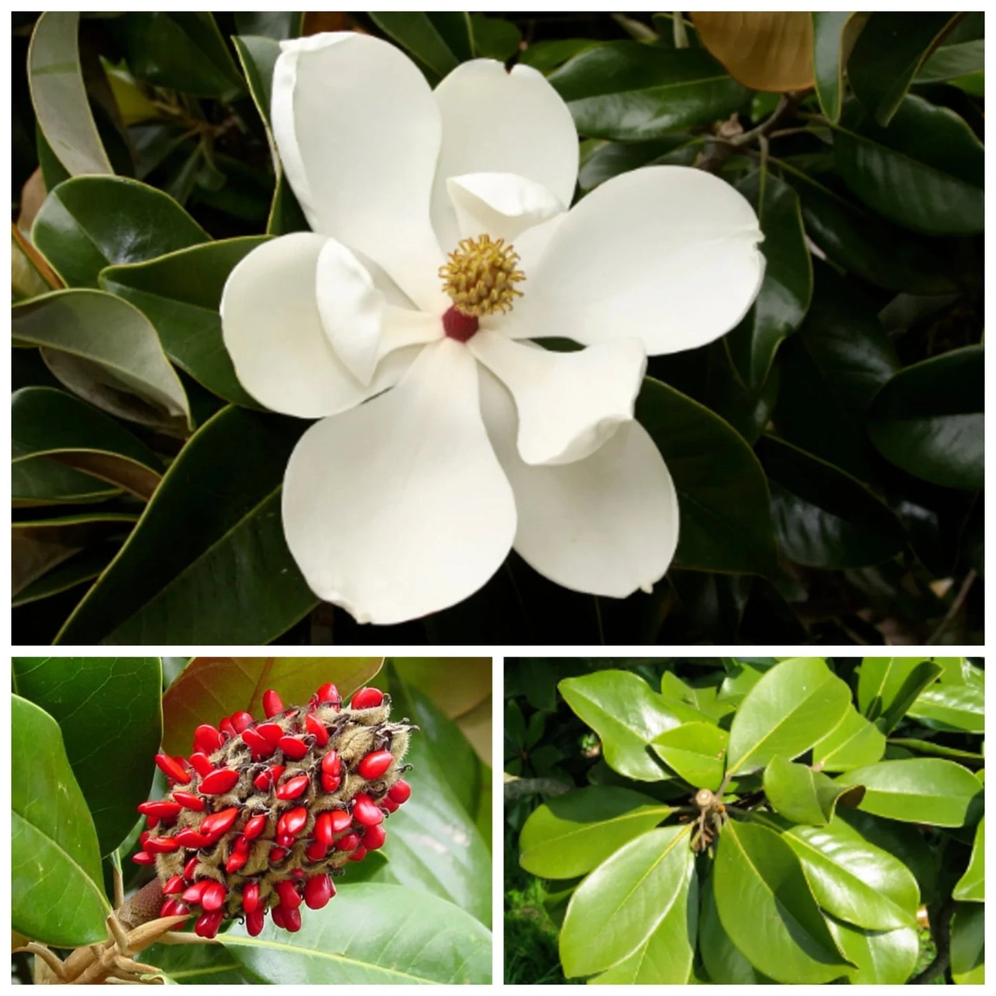 Magnolia Grandiflora - Southern Magnolia Tree