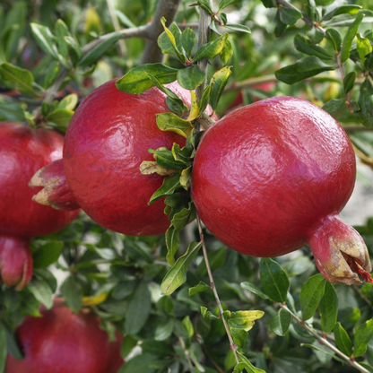 Salavatski Pomegranate (Punica sp.) 2 TC Plant Plugs