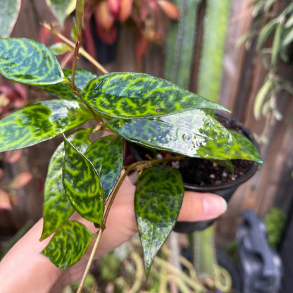 Black Pagoda (Lipstick plant) - 2''