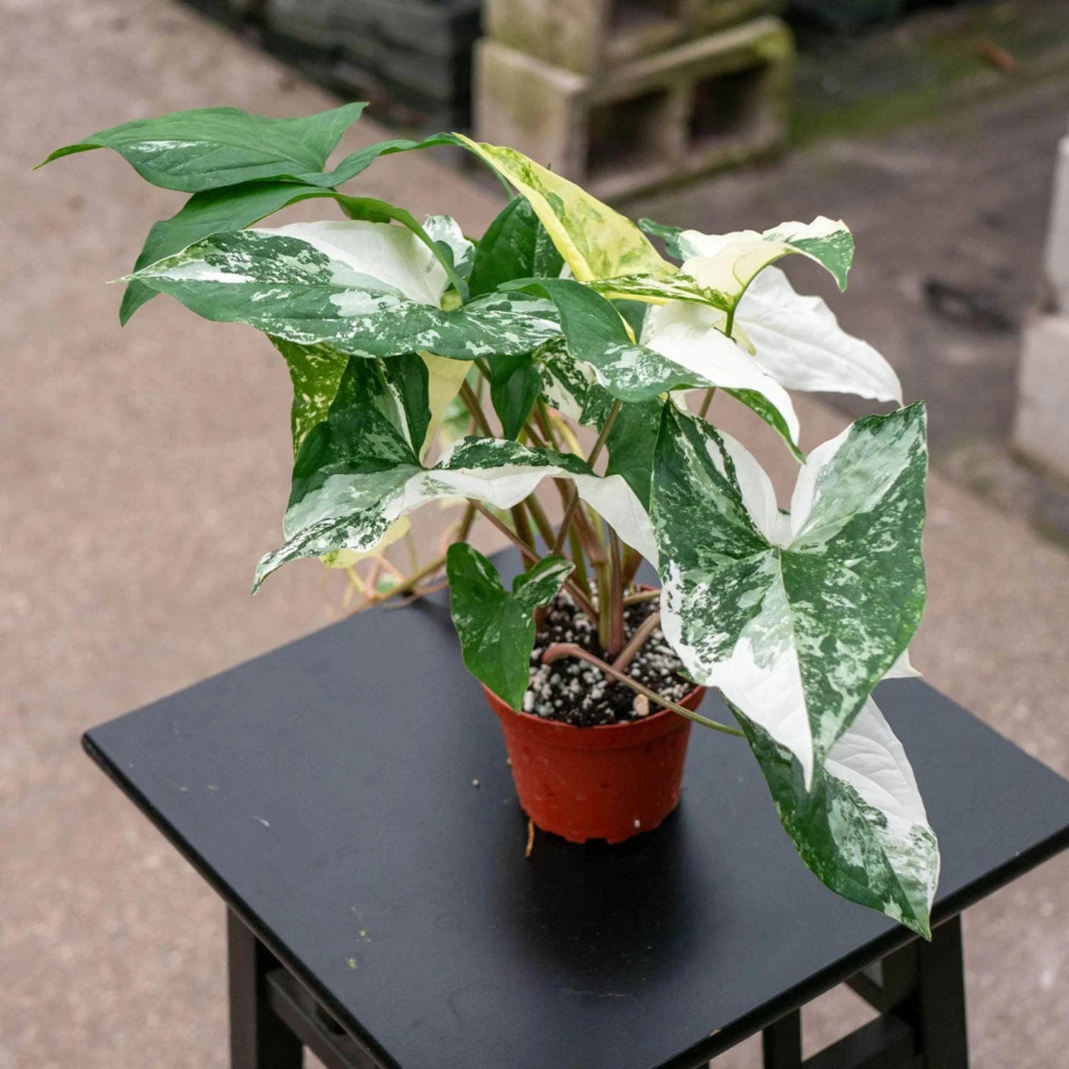 Syngonium Podophyllum Albo-Variegatum-4''