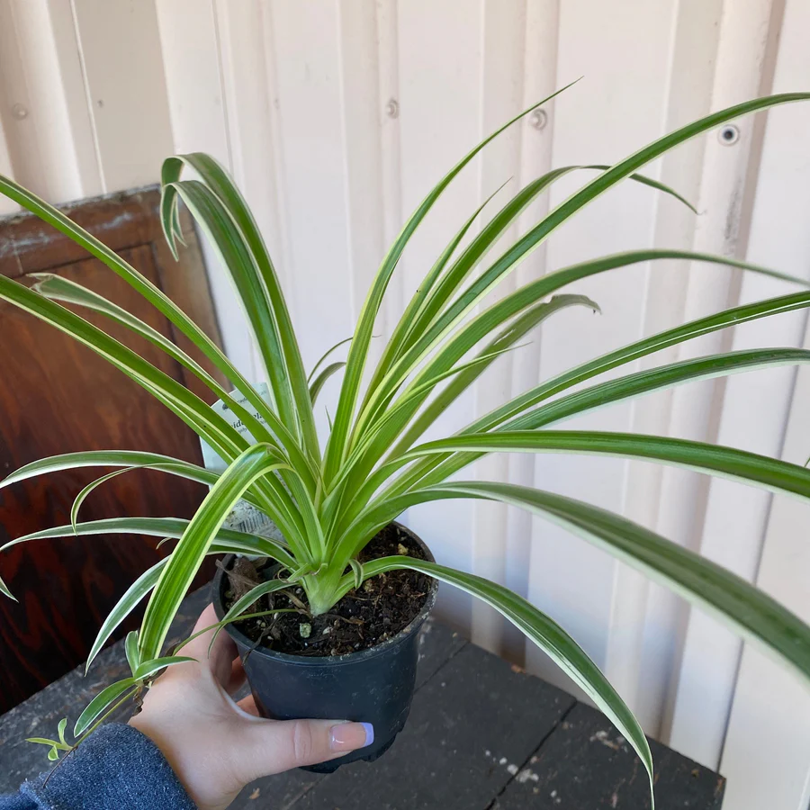 Ocean Spider Plant Variegated - 6''