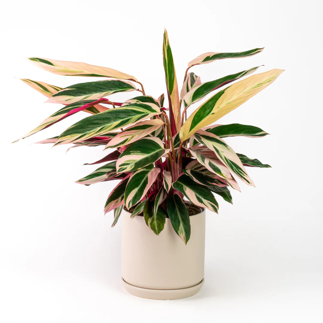 Calathea Triostar - 4''