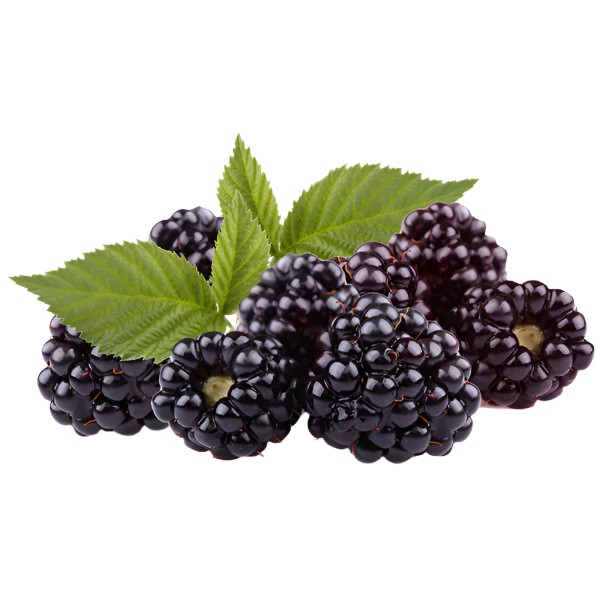 Boysenberry Plants – Two Live Boysenberry Plants Vines