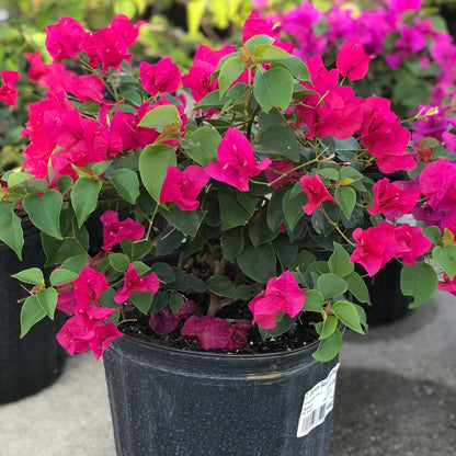 Bougainvillea - 'Barbara Karst'