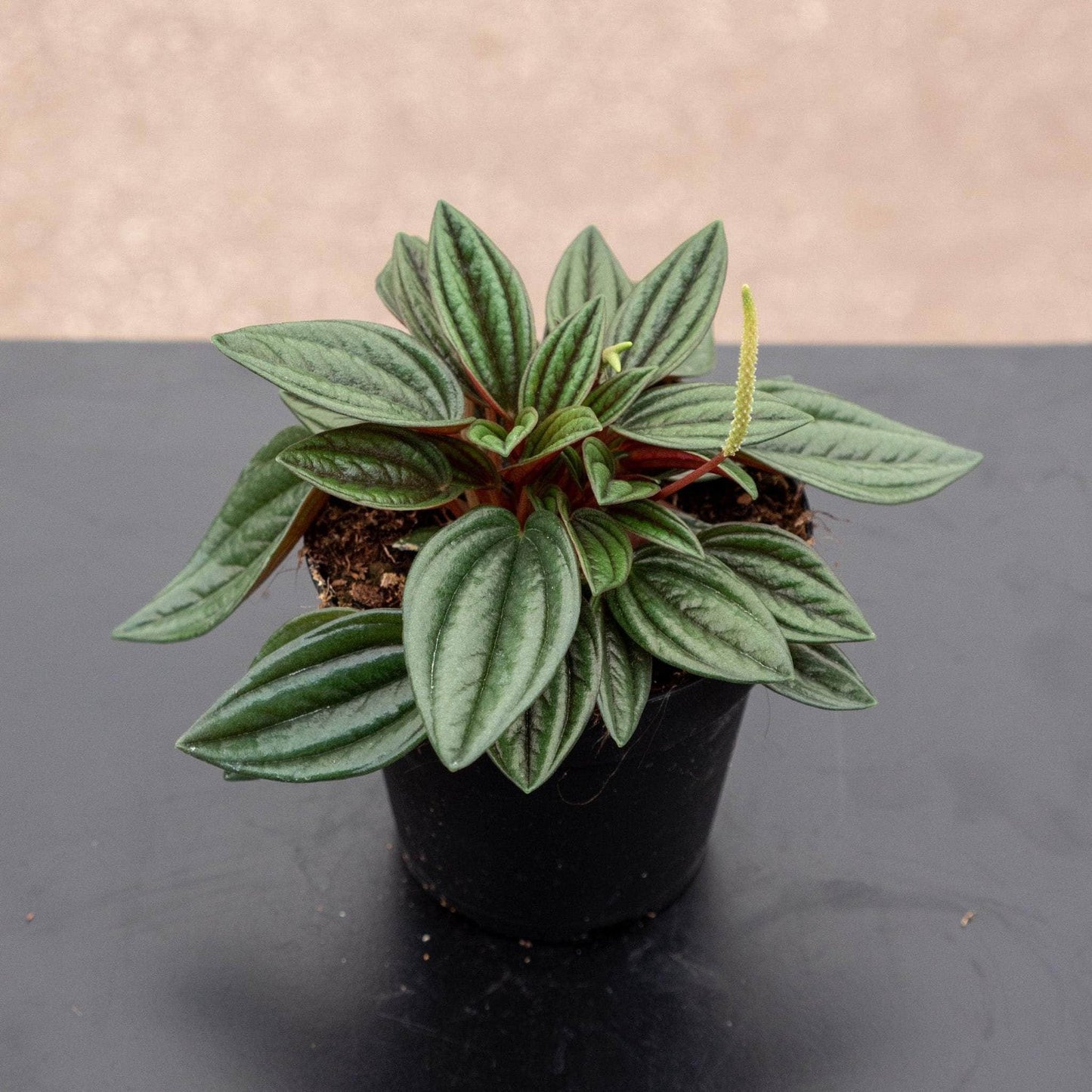 Peperomia Rosso - 4''