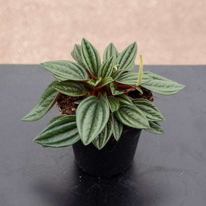 Peperomia Rosso - 4''