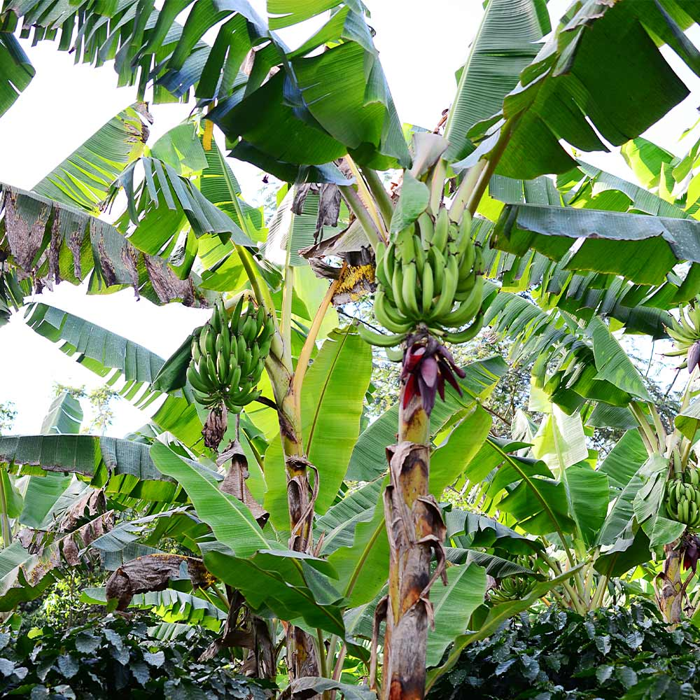 Dwarf Puerto Rican Plantain - Live Plant - Cooking Plantain