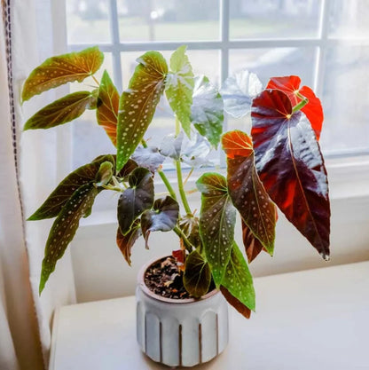 Begonia Maculata - 2''