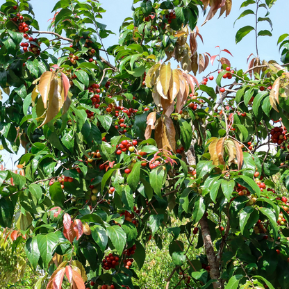 Jamaican Cherry Strawberry Tree Muntingia - Edible Cherry