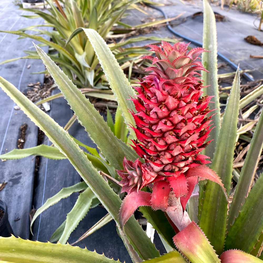 Florida Special Pineapple Plant - 1 Live Starter Plant