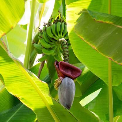 Musa Lacatan Banana Plant - Dwarf Puerto Rican Red - Grand Nain 3 Plants