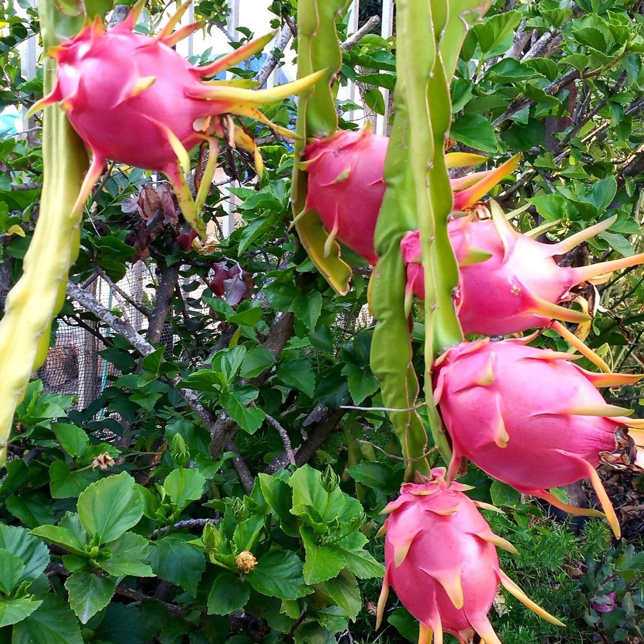 Dragon Fruit Plant - 4"