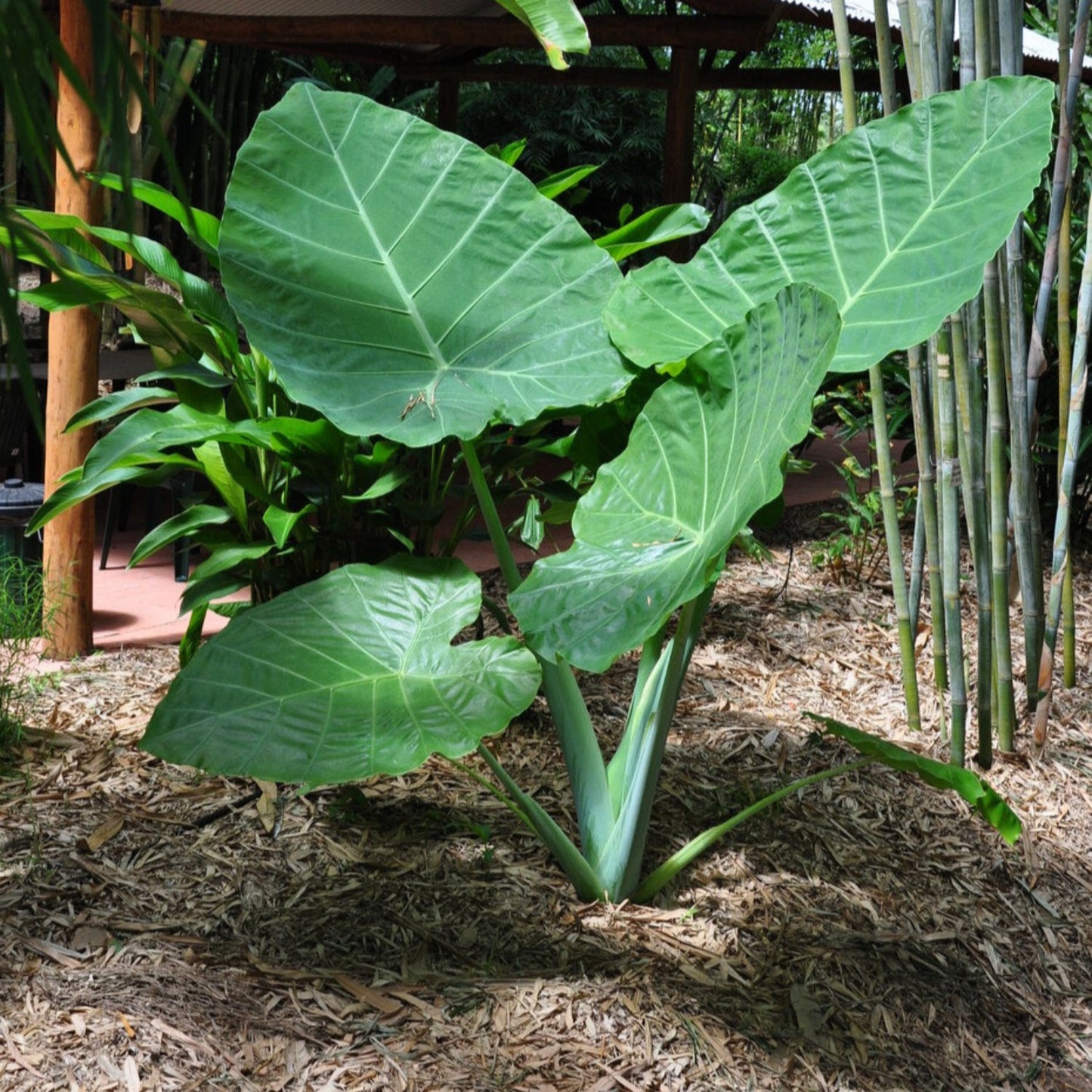 Colocasia - 'Thai Giant' - Elephant Ear