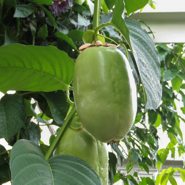 Passiflora quadrangularis Giant Granadilla | 4 LIVE STARTER PLANTS SALE!