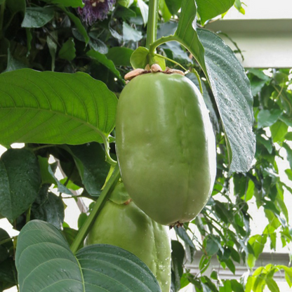 Passiflora quadrangularis Giant Granadilla | 4 LIVE STARTER PLANTS SALE!