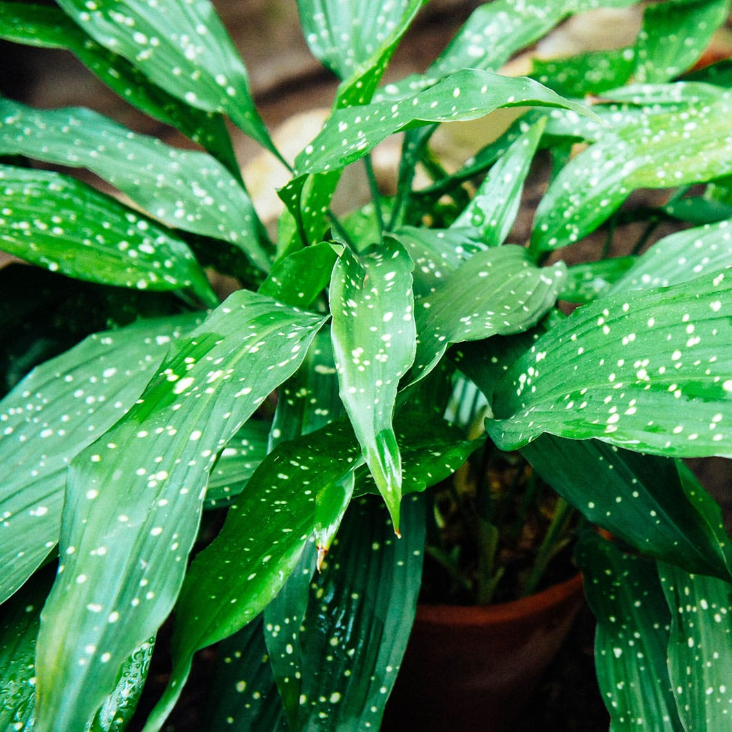 Aspidistra Elatior 'Milky Way' - 2"