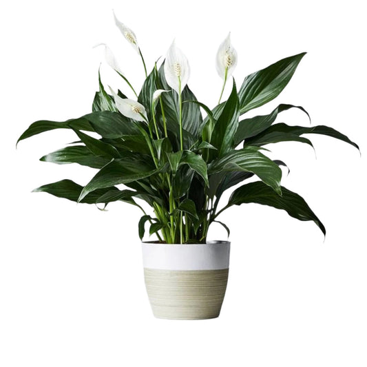 Platinum Mist Peace Lily - 8''