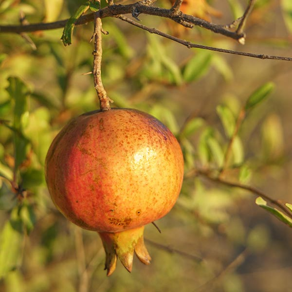 Pomegranate Tree Sirenevyi - Cold Hardy 3 Plants