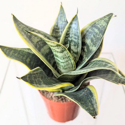 Sansevieria Ocean Star - 4''