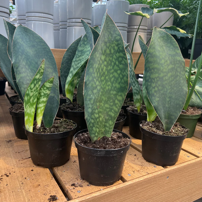 Sansevieria Masoniana (Whale Fin) - 6''