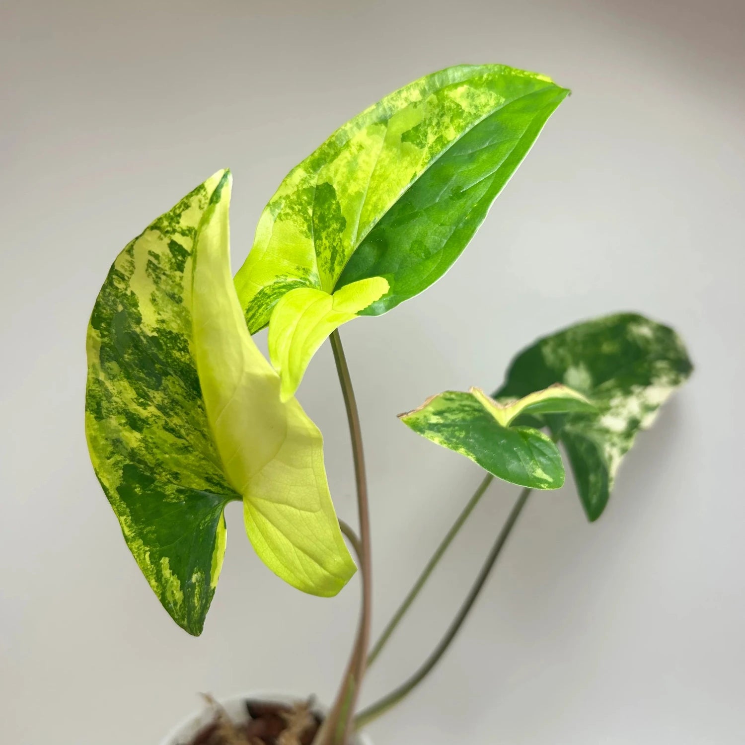 Syngonium Aurea -4''