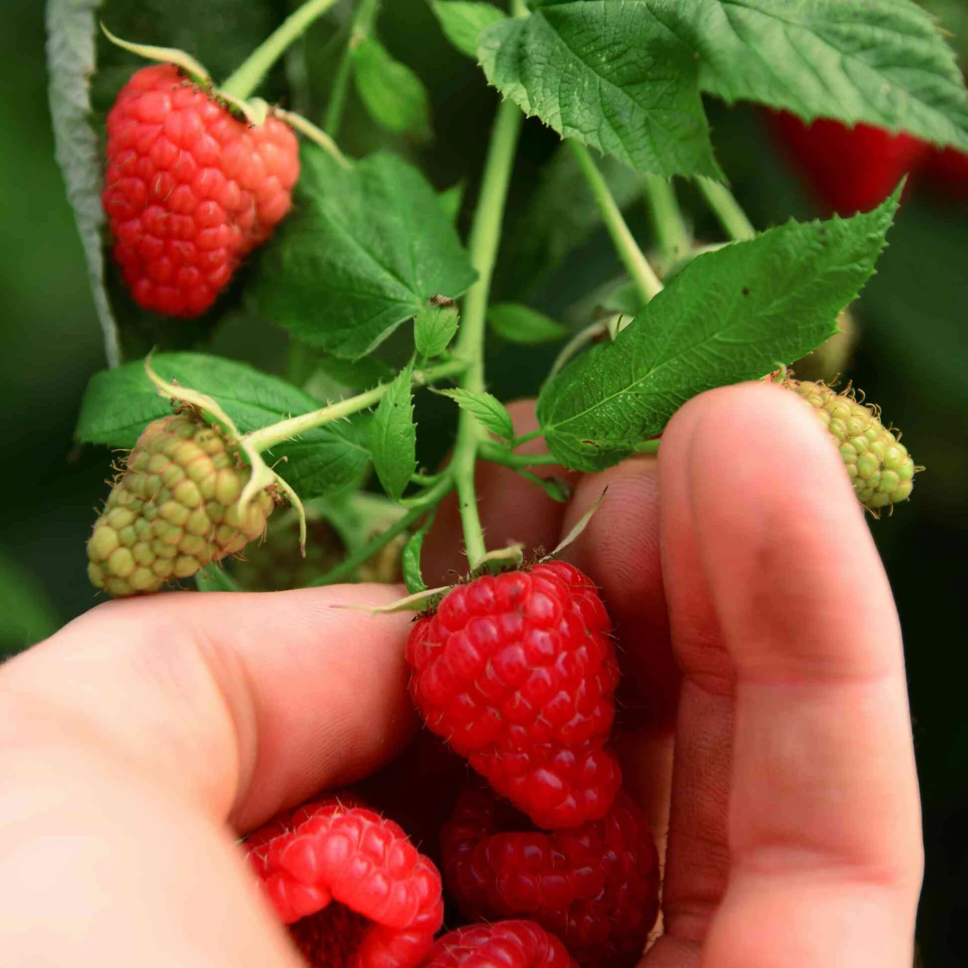 Nantahala RED RASPBERRY (1) Live Rooted Plant