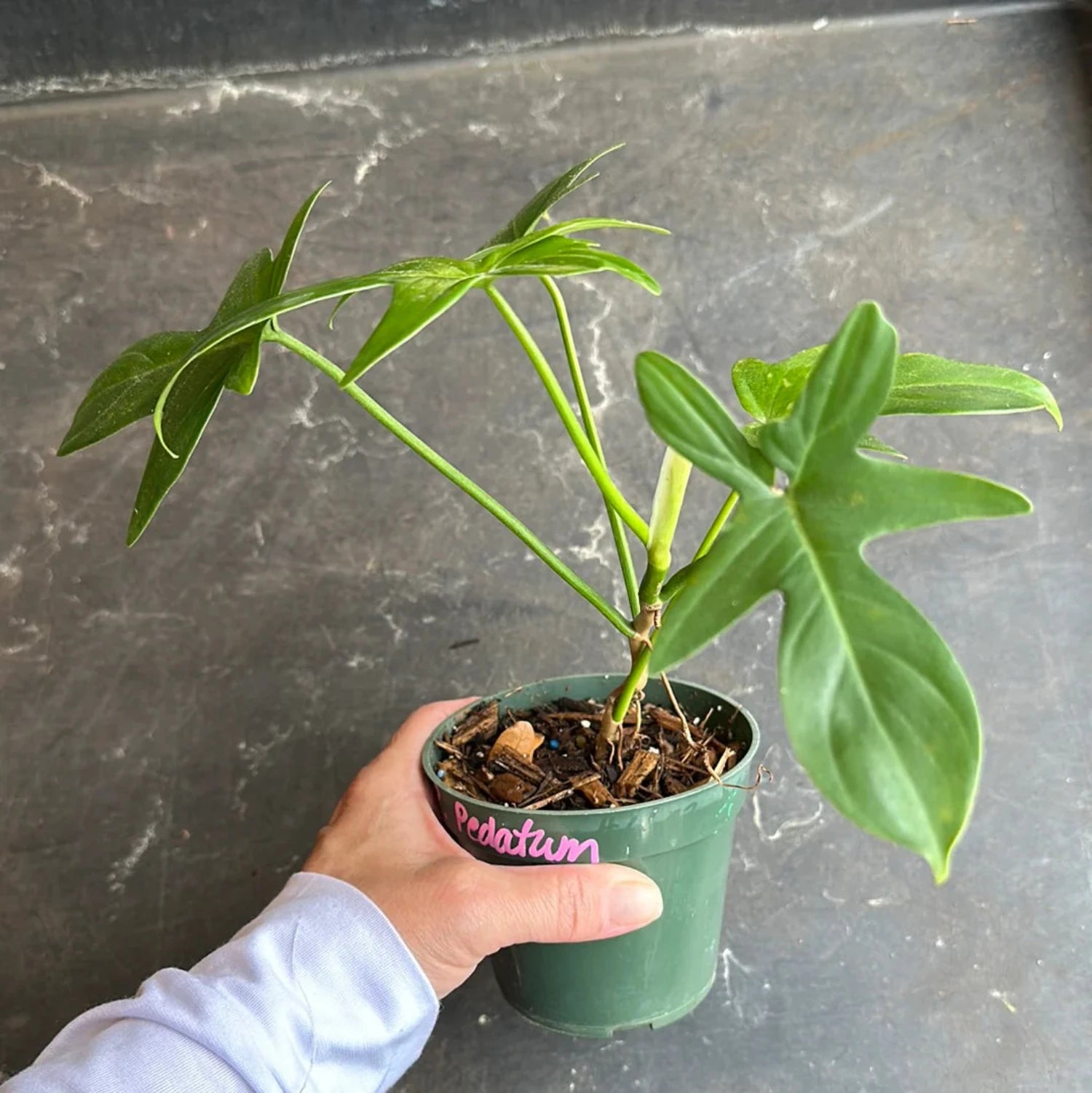 Philodendron Pedatum Reindeer - 6''