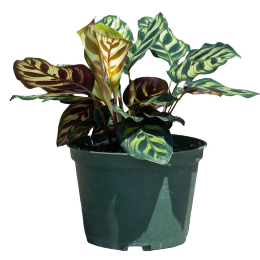 Calathea Peacock Makoyana- 4''