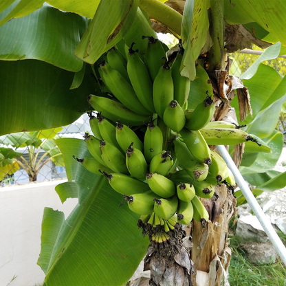 Dwarf Puerto Rican Plantain - 2 Live Plants - Cooking Plantain