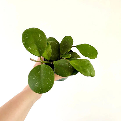 Hoya Obovata Splash - 8''