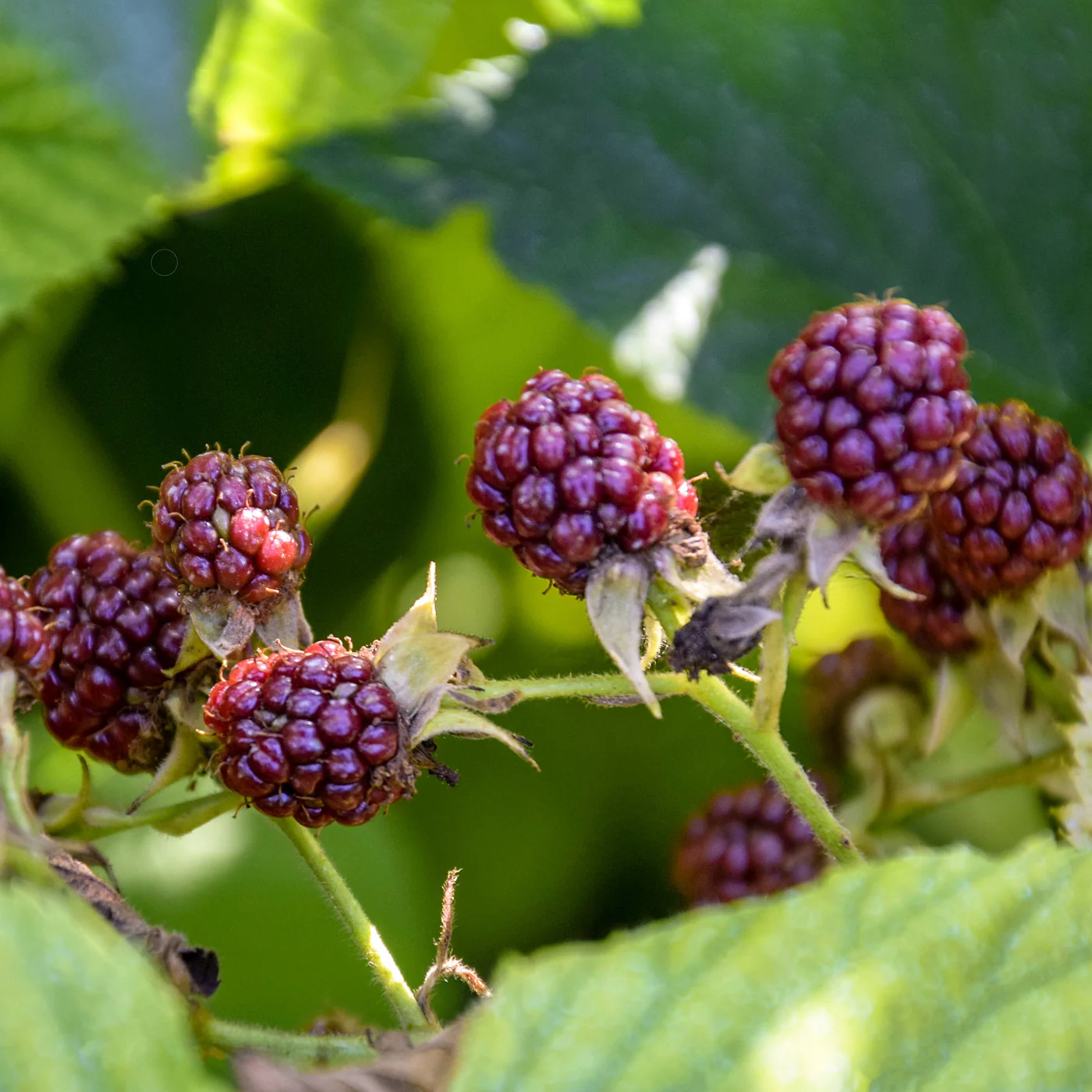 2 Pack - Glencoe Thornless Raspberry Plants Live Plant Fruit Garden