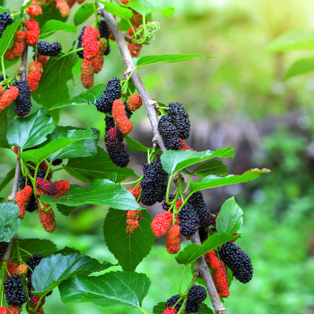 Mulberry Tree - 'Dwarf Everbearing' - Morus Nigra 1 Live Plant Edible Dwarf