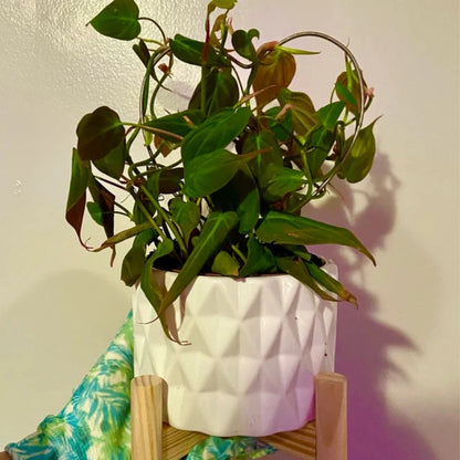 Philodendron Micans - 6"