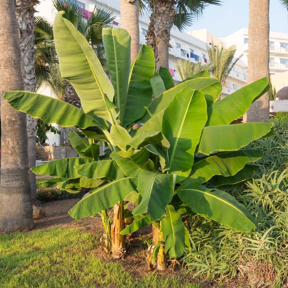 Grand Nain 4 Live Banana Trees