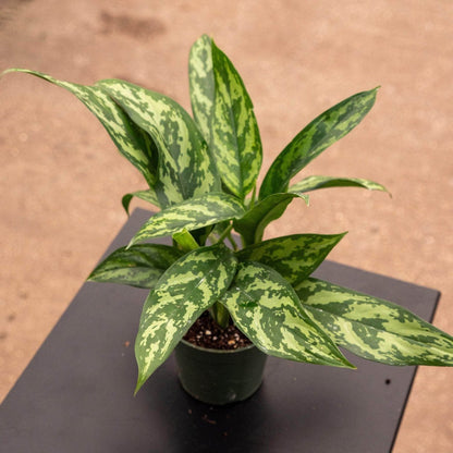 Aglaonema Chinese Evergreen - 4''