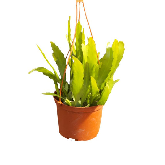 Cactus Golden Orchid - 4"